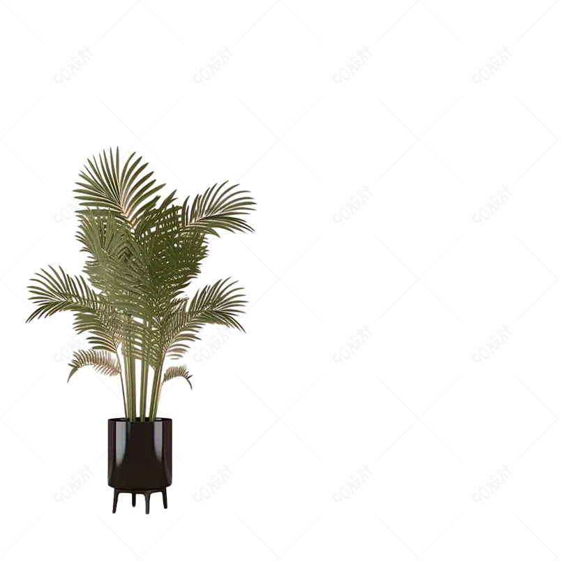新家净化空气的盆栽蒲葵棕榈树