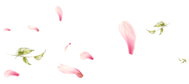 撒花树叶粉花瓣