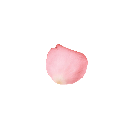 粉色花瓣