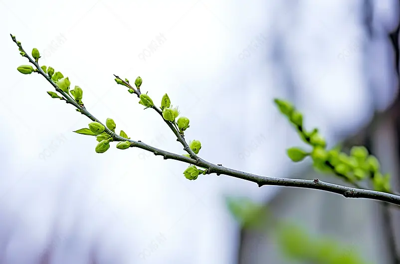 春的萌芽