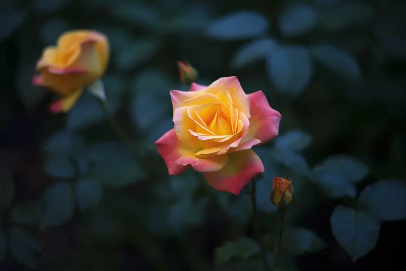 广告设计素材元素绿叶红花春暖花