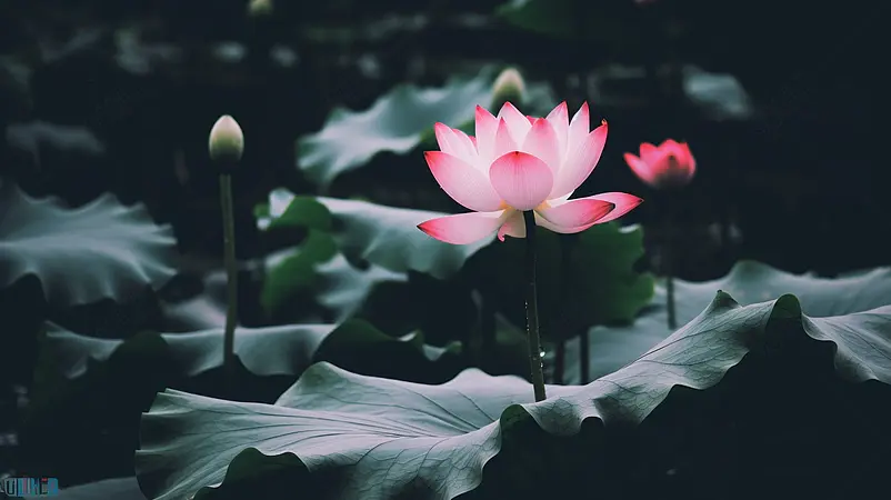 海报设计背景广告设计素材元素暗黑系荷花