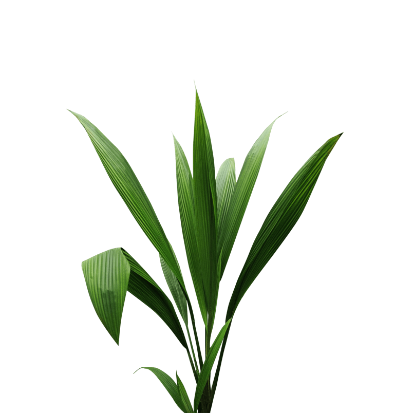 秋季大植物绿色清新护眼好看居家png