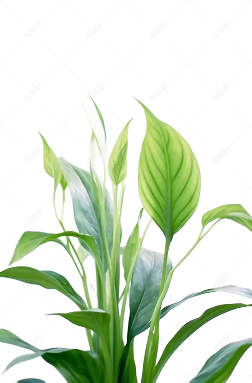 景观植物叶子白掌叶子桌面盆栽