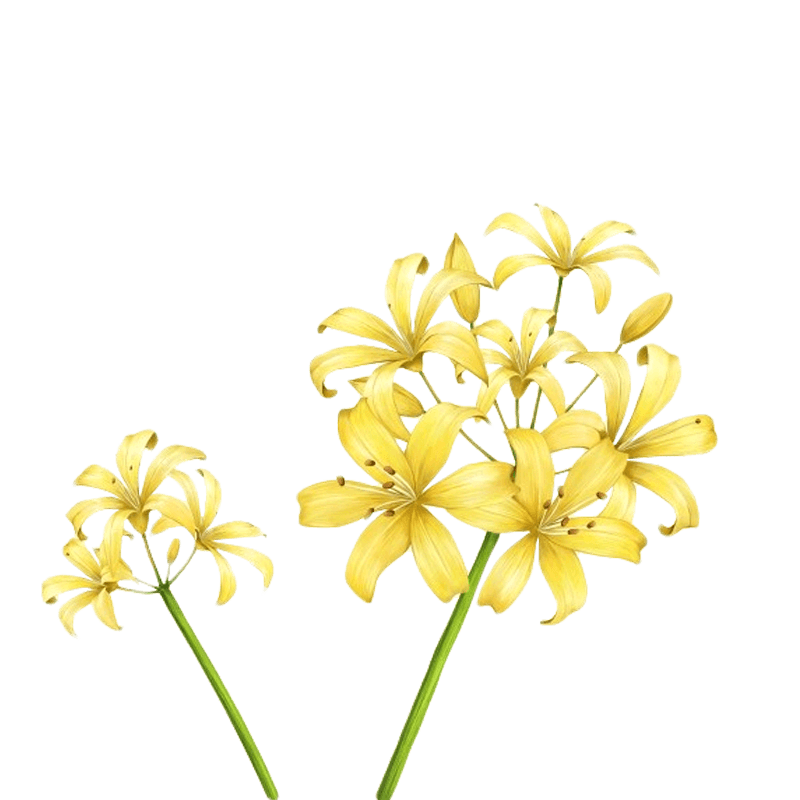 黄色可爱小黄花