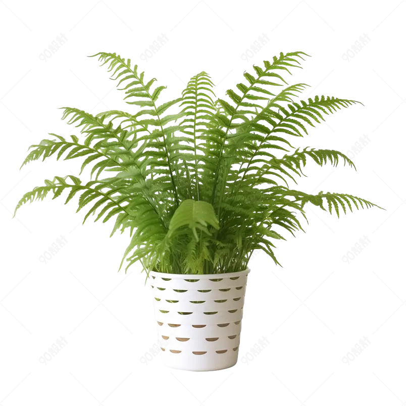铁线蕨姬蕨芒萁稀子蕨盆栽