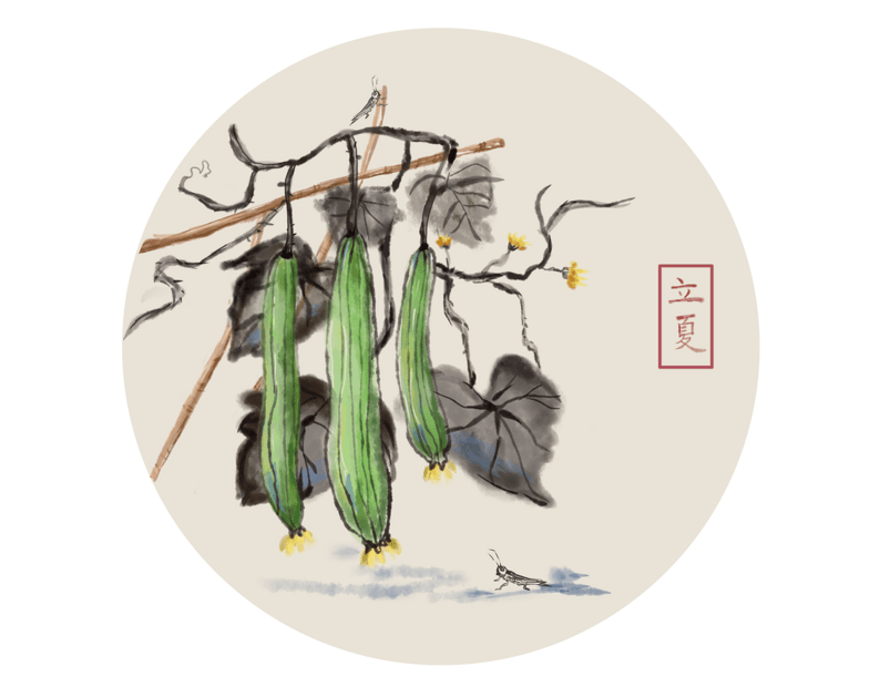24节气立夏丝瓜水墨画草蜢