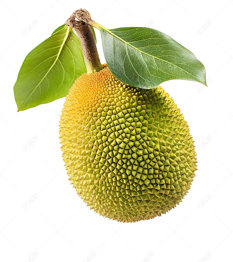 新鲜采摘带叶子新鲜水果波罗蜜