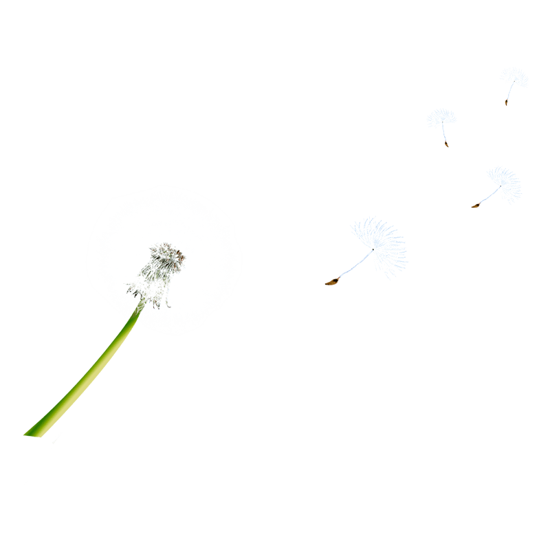 漫天飞舞的蒲公英