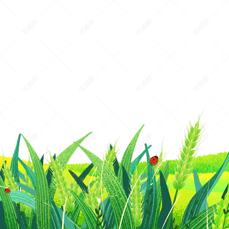 卡通装饰麦子小满黄色小麦绿色插画元素