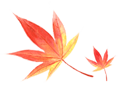 枫叶免抠png