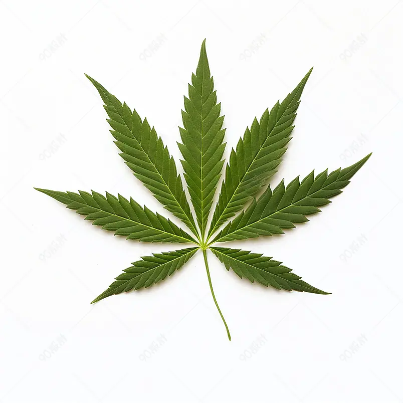 大麻叶
