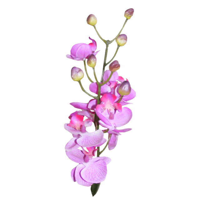 蝴蝶兰花儿PNG免抠图素材