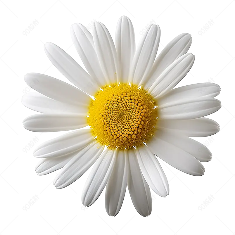 雏菊花唯美可爱的花瓣