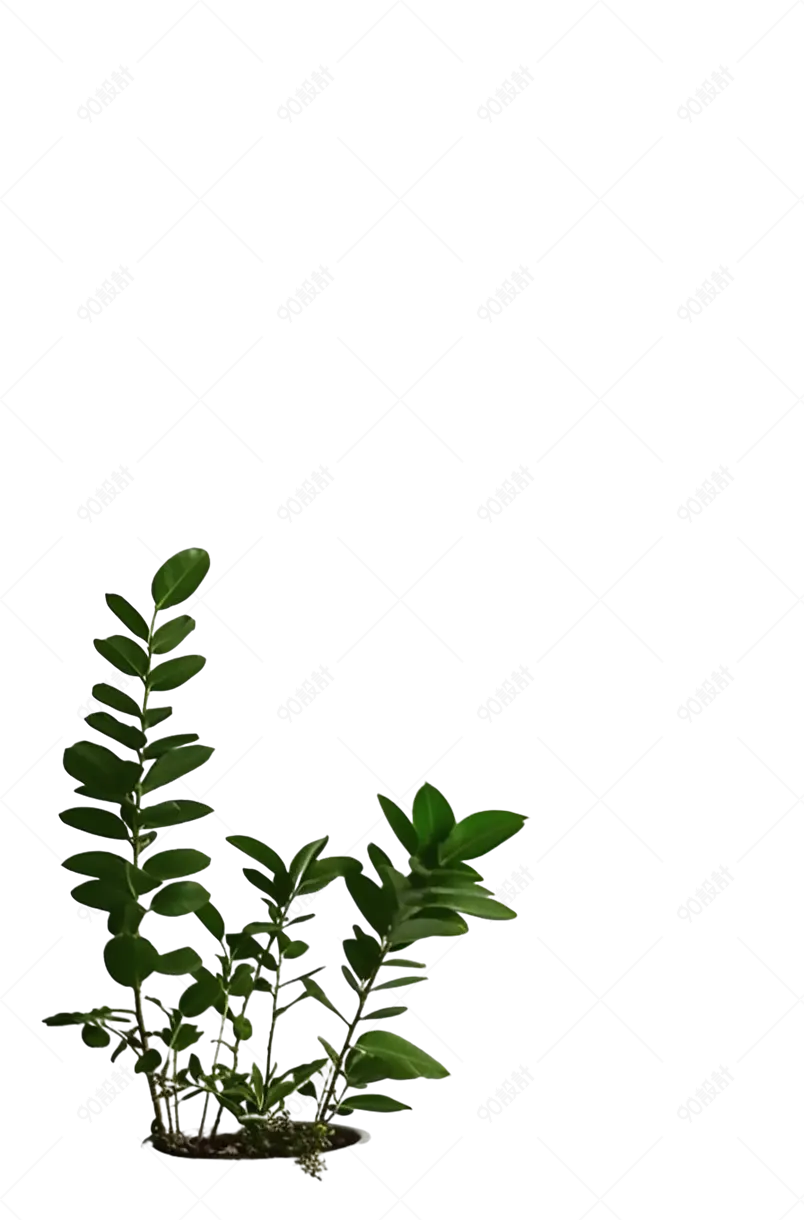 室内办公家居常青树植物盆栽