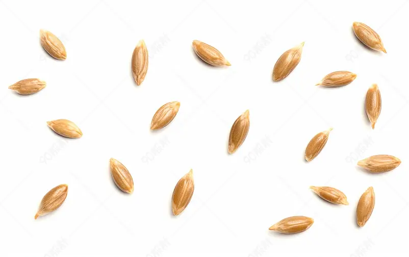 白色背景上一颗一颗的黄色小种子颗粒饱满