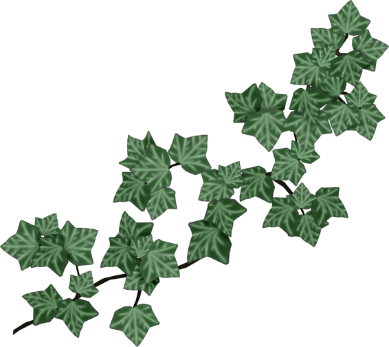 装饰元素花朵藤蔓