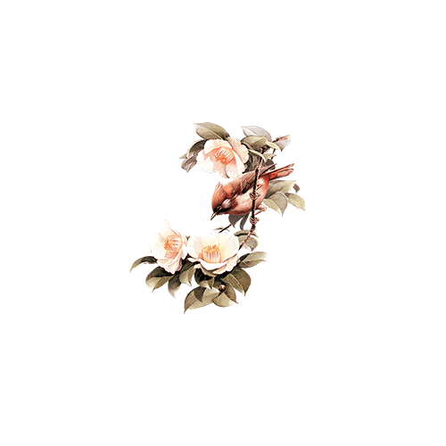 花朵素材