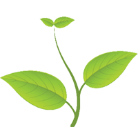 绿芽免抠png