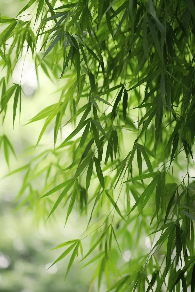 中国风森林园林户外种植竹子绿木