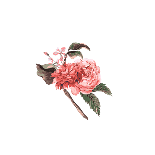 花朵素材