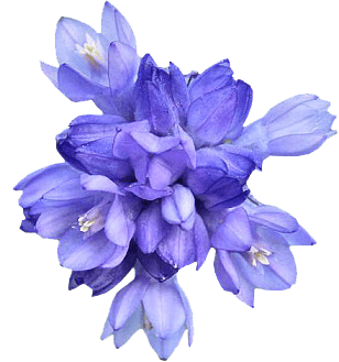 紫花免抠png