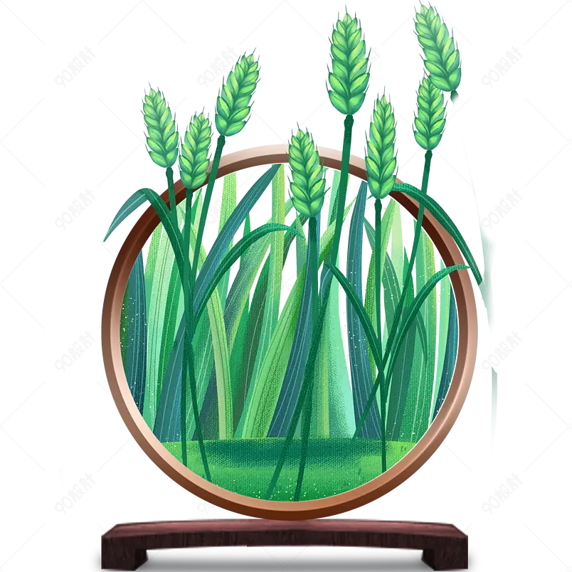 清新传统小满节气小麦麦穗海报装饰元素