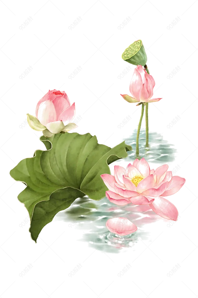 手绘荷塘荷花荷叶实物写真花卉元素设计
