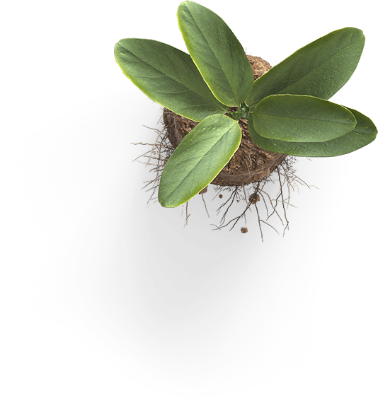 绿色植物