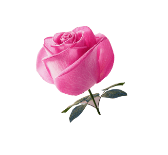 玫瑰花免抠png