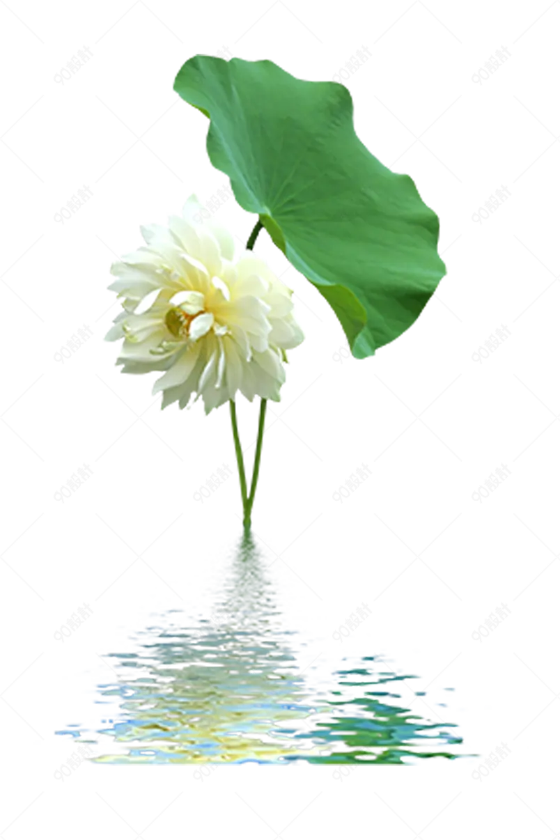 手绘荷塘荷花荷叶实物写真花卉元素设计