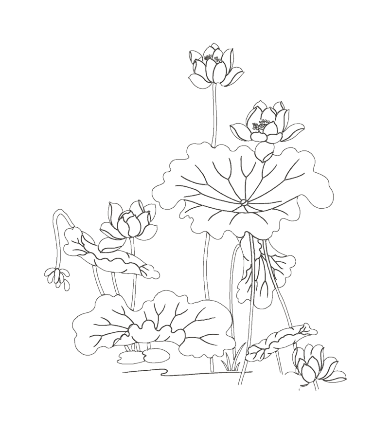 荷花线条图