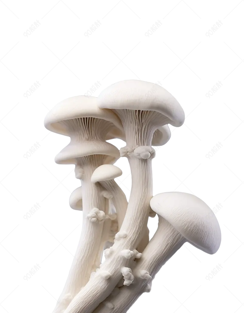 营养天然菌状白色蘑菇天然有机
