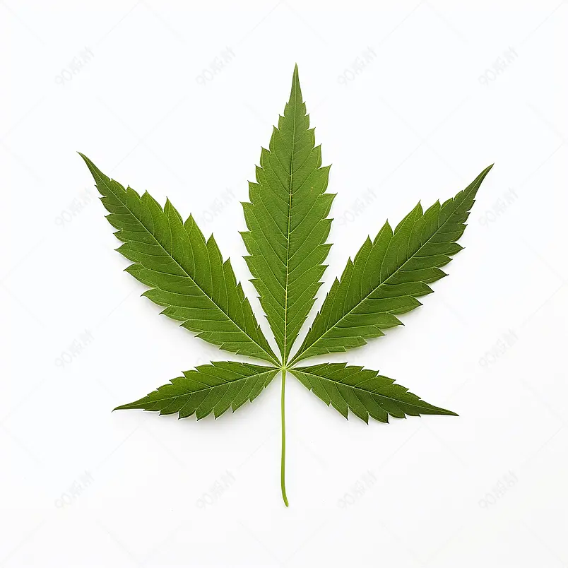 大麻叶