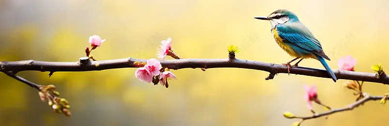春季banner图片