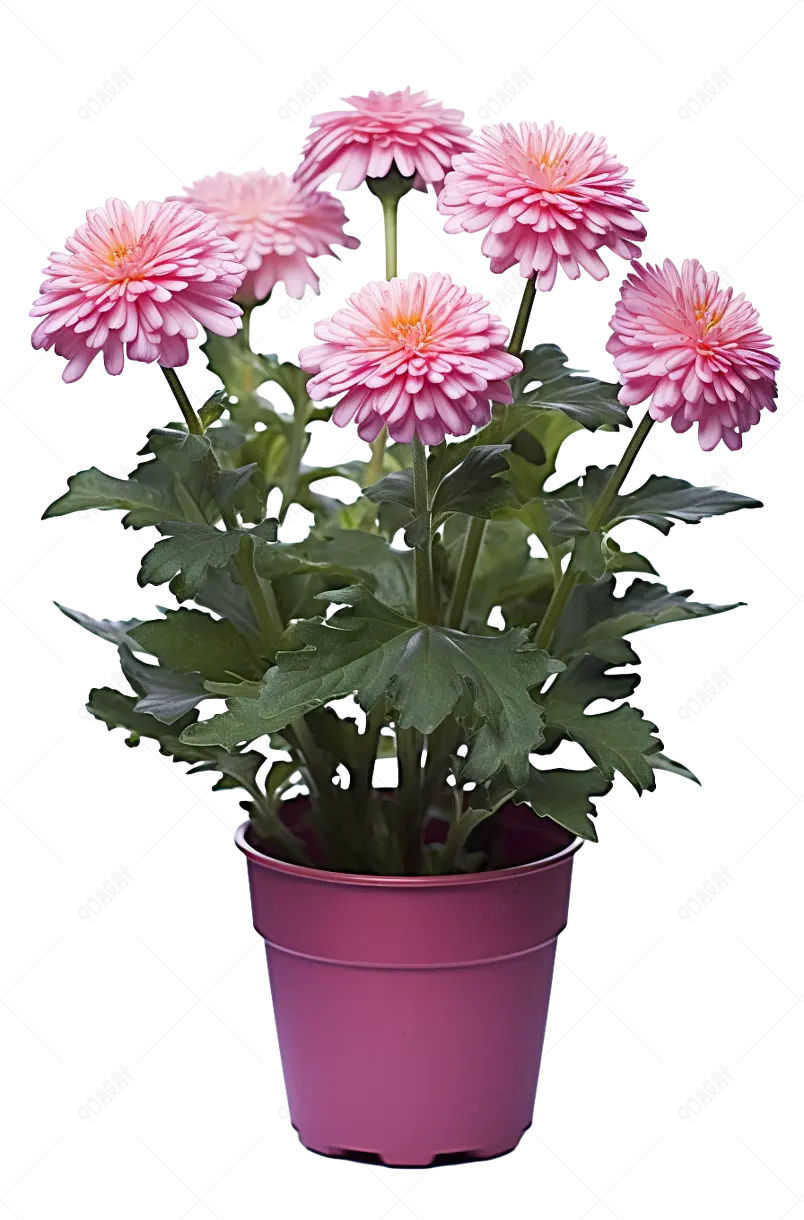 家居观赏盆栽花卉玫红菊花