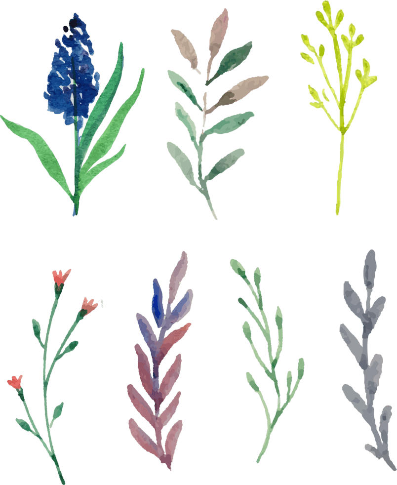 手绘植物