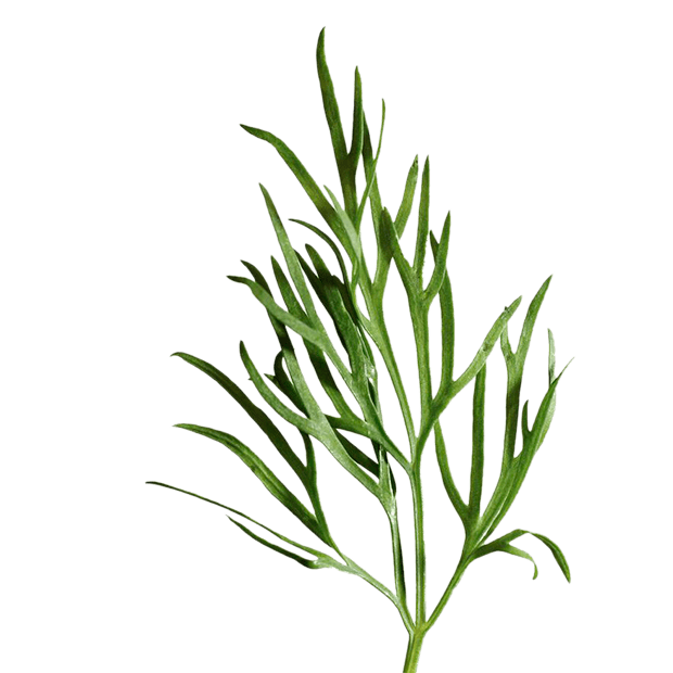 植物叶