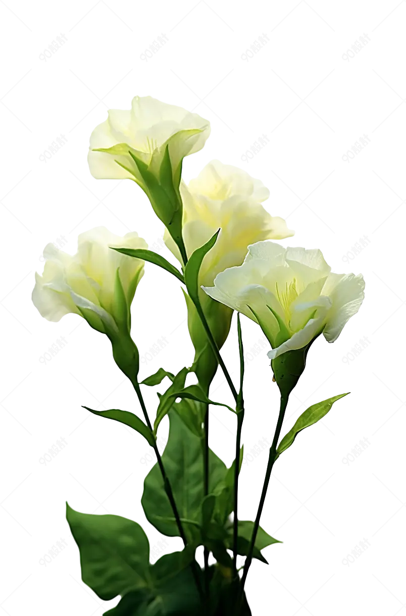 唯美花朵花束白色的洋桔梗花