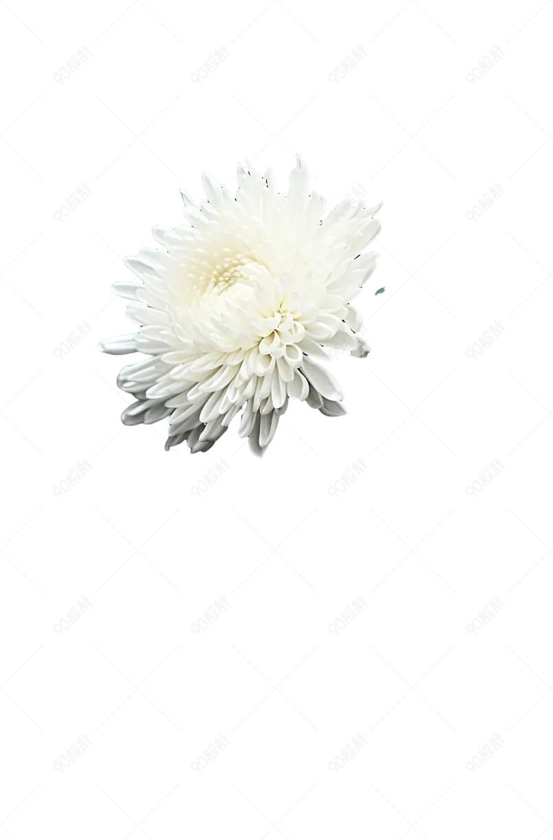 白色飘洒着柔情白色菊花