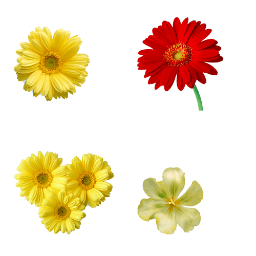 免抠鲜花素材