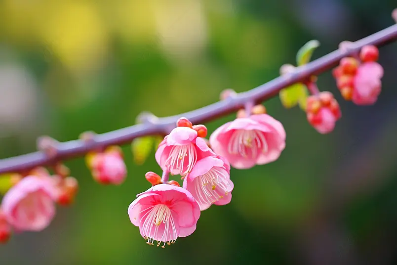 盛开的梅花