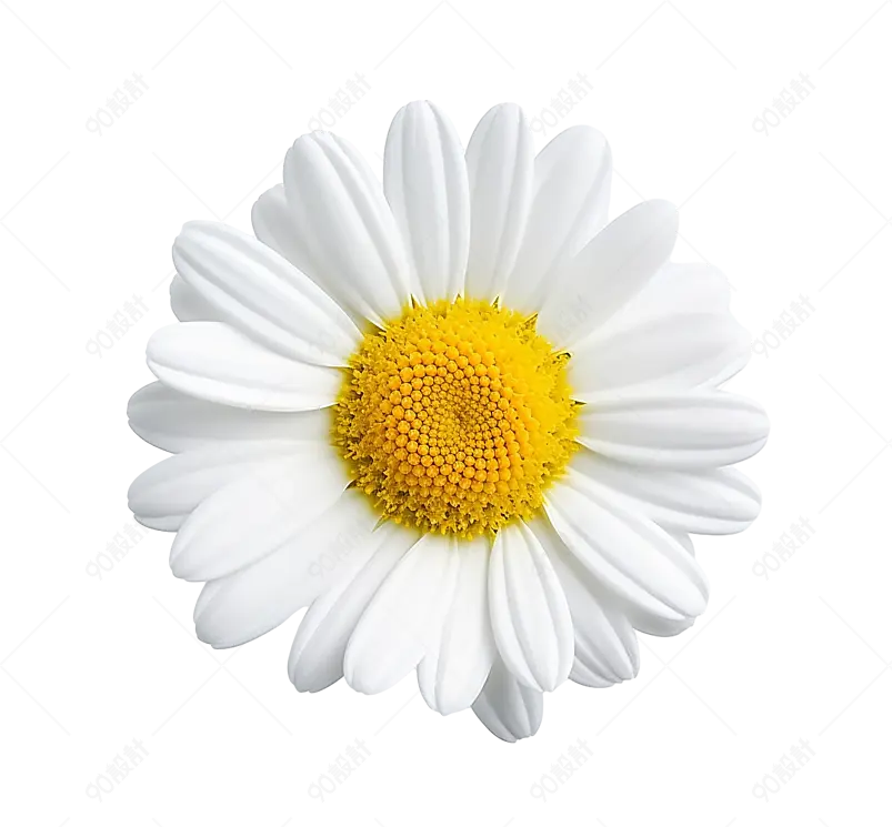 鲜花客厅精巧的白色小雏菊花