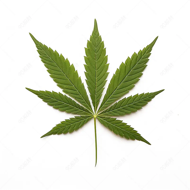 大麻叶