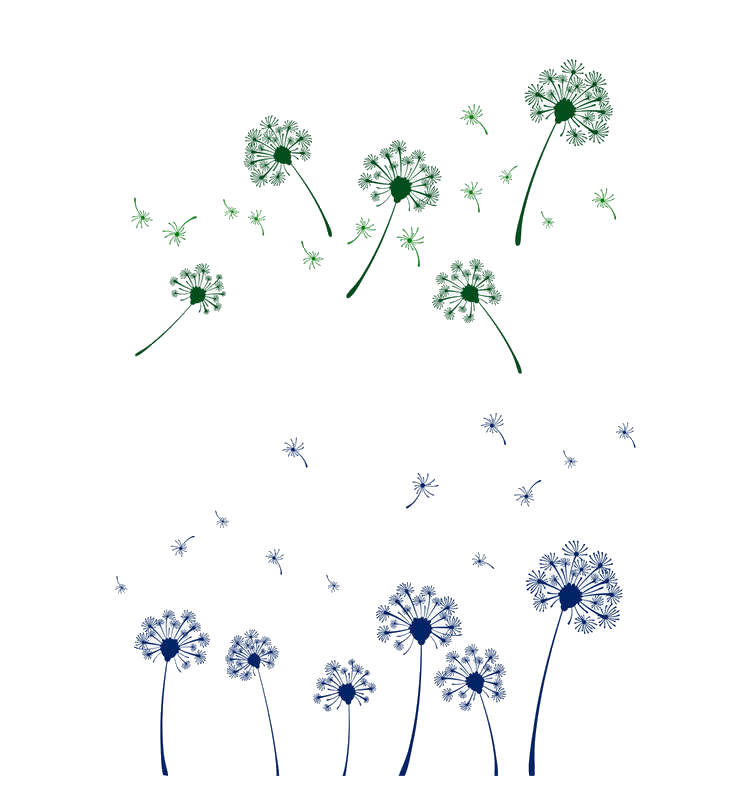 蒲公英