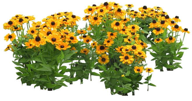 小野花免抠png