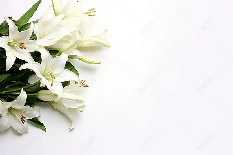 白色背景下的白色百合花花束鲜花花朵