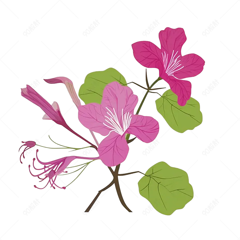 粉色花朵紫荆花实物插画绘画桌面装饰画免扣元素
