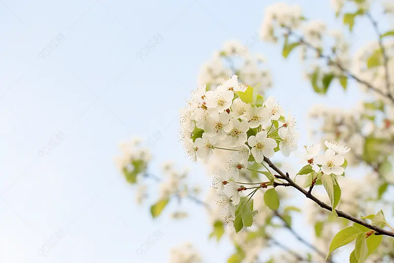 春天白色的梨花盛开开满枝头