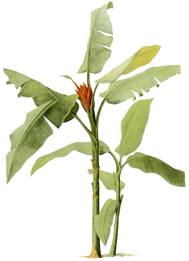 花草png免抠